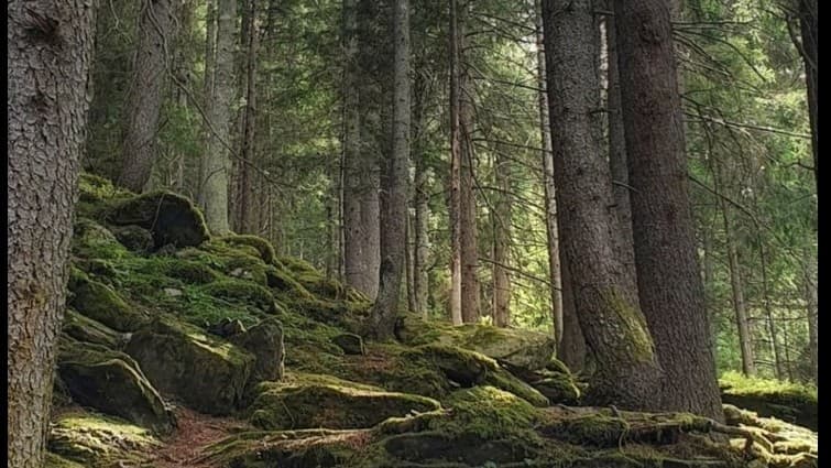 Forest of Fables | A Fairytale D&D Adventure | Play-by-Post