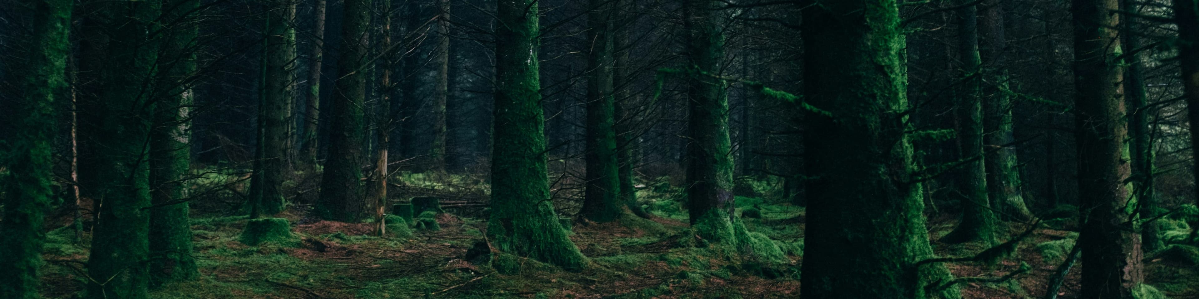 DavidTheGinger banner