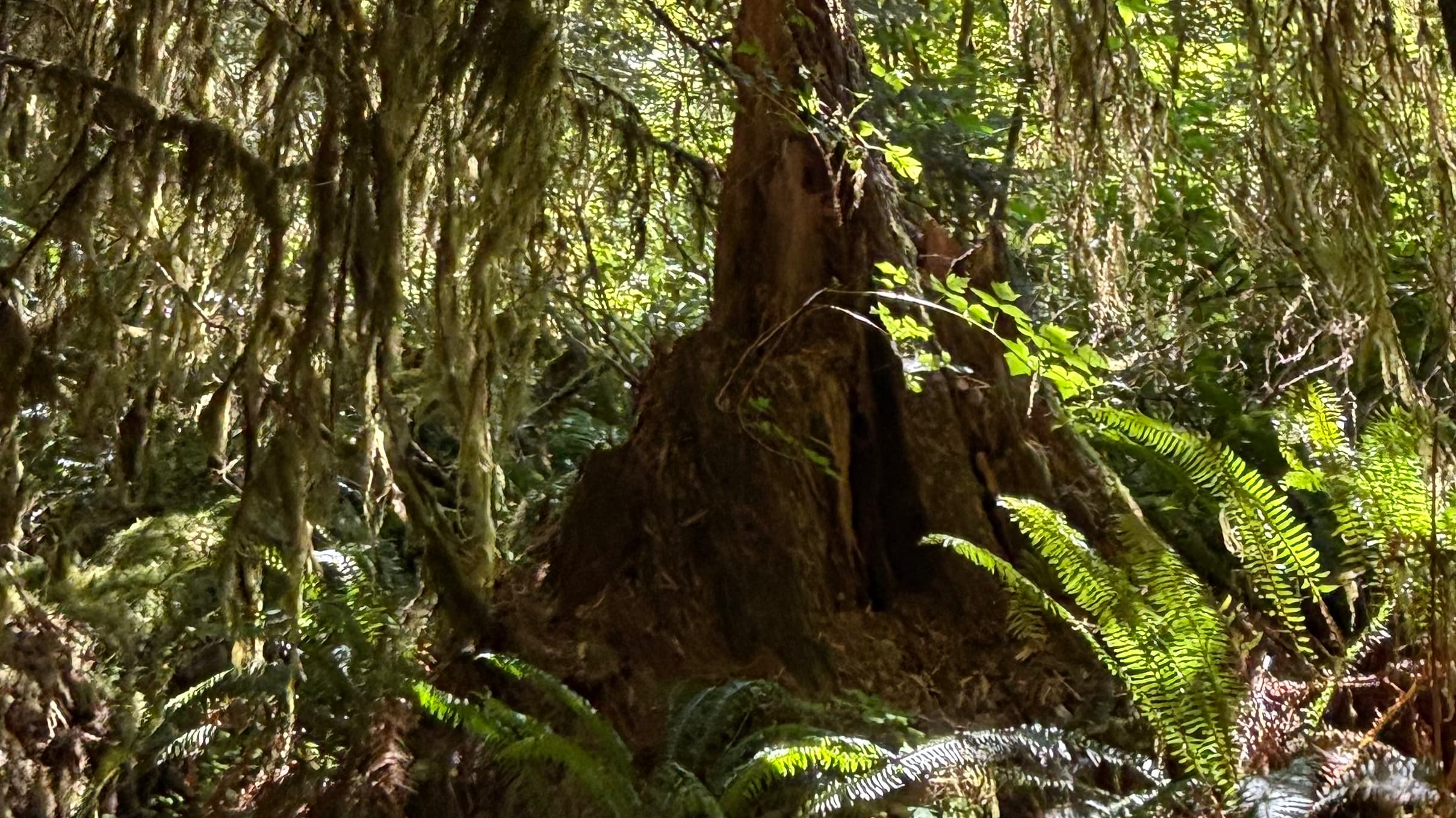 Into the Woods: a Draw Steel Adventure