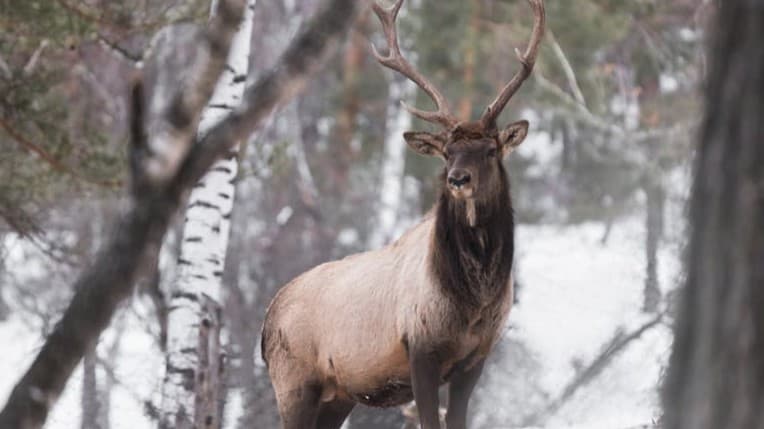 Journey to the Highlands