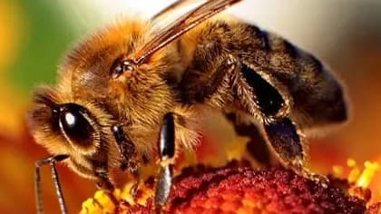 Guerrilla Gardeners vs Biotechnica Et Al | Welcome 🏳️‍🌈🧠🎨🆕!