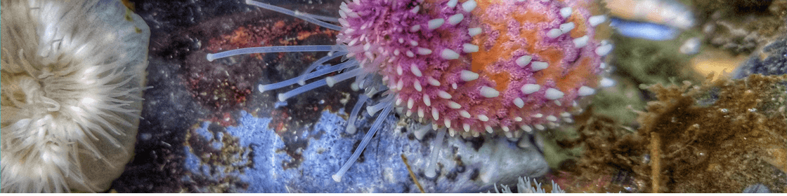 Dr. Michael "Alex" Retallick banner