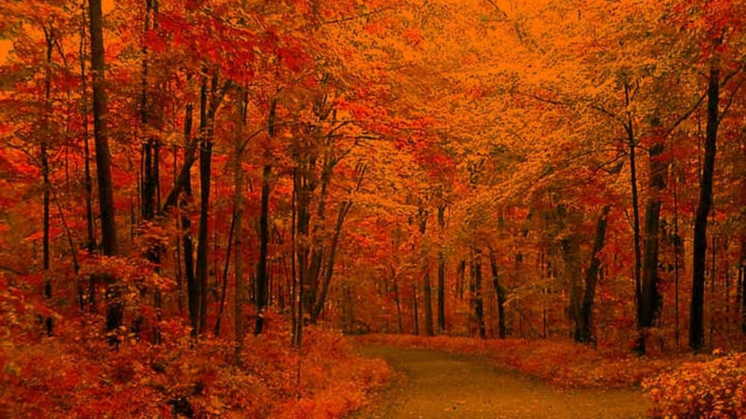 Under A Maple Branch