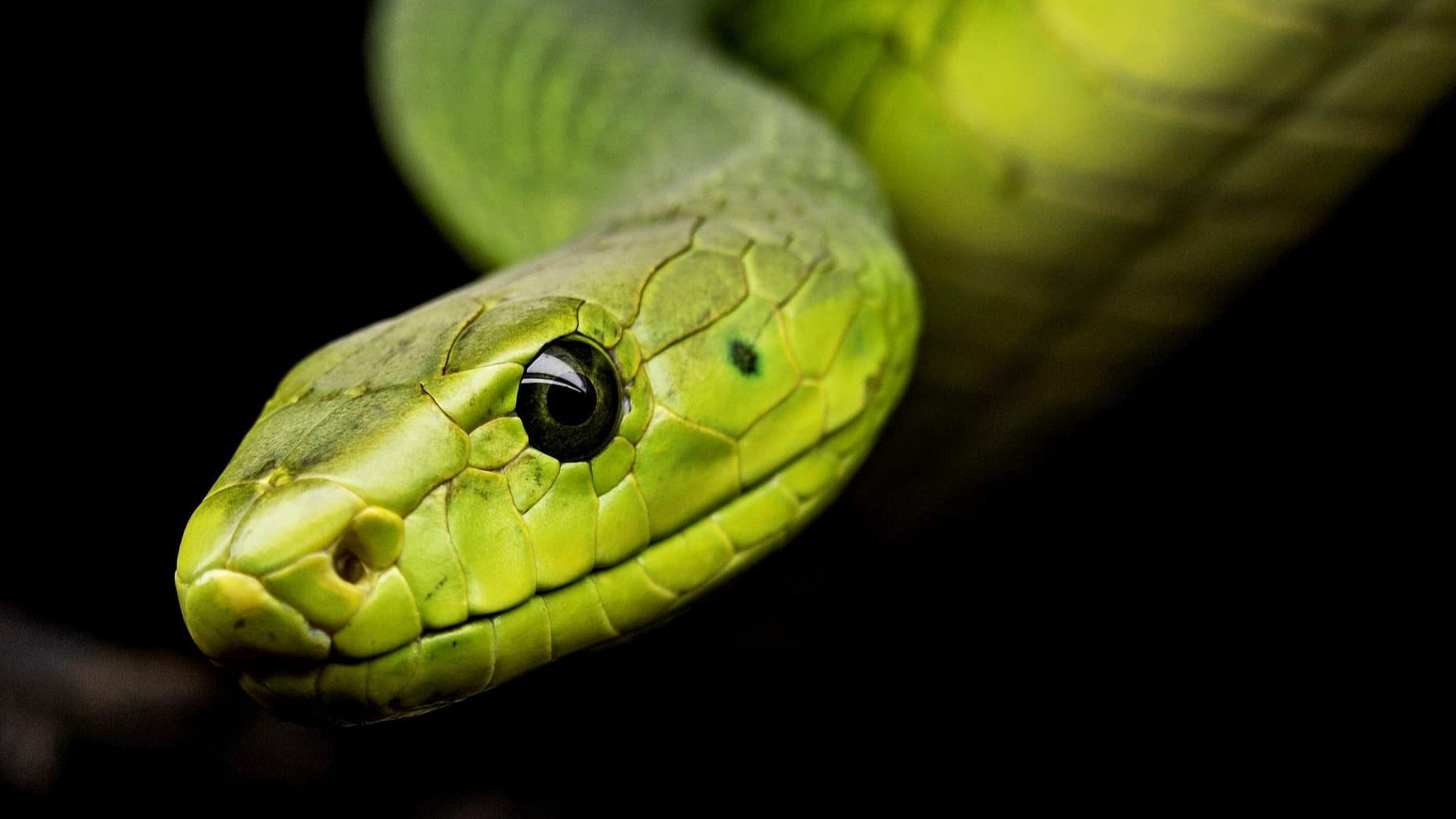 Nagah Cold War Latin America