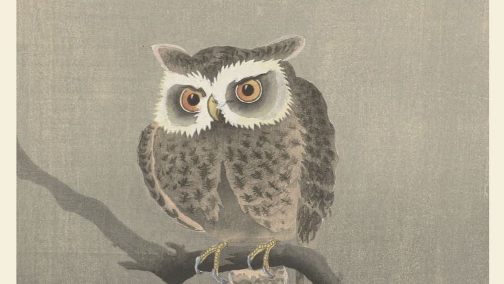The Owl Sona