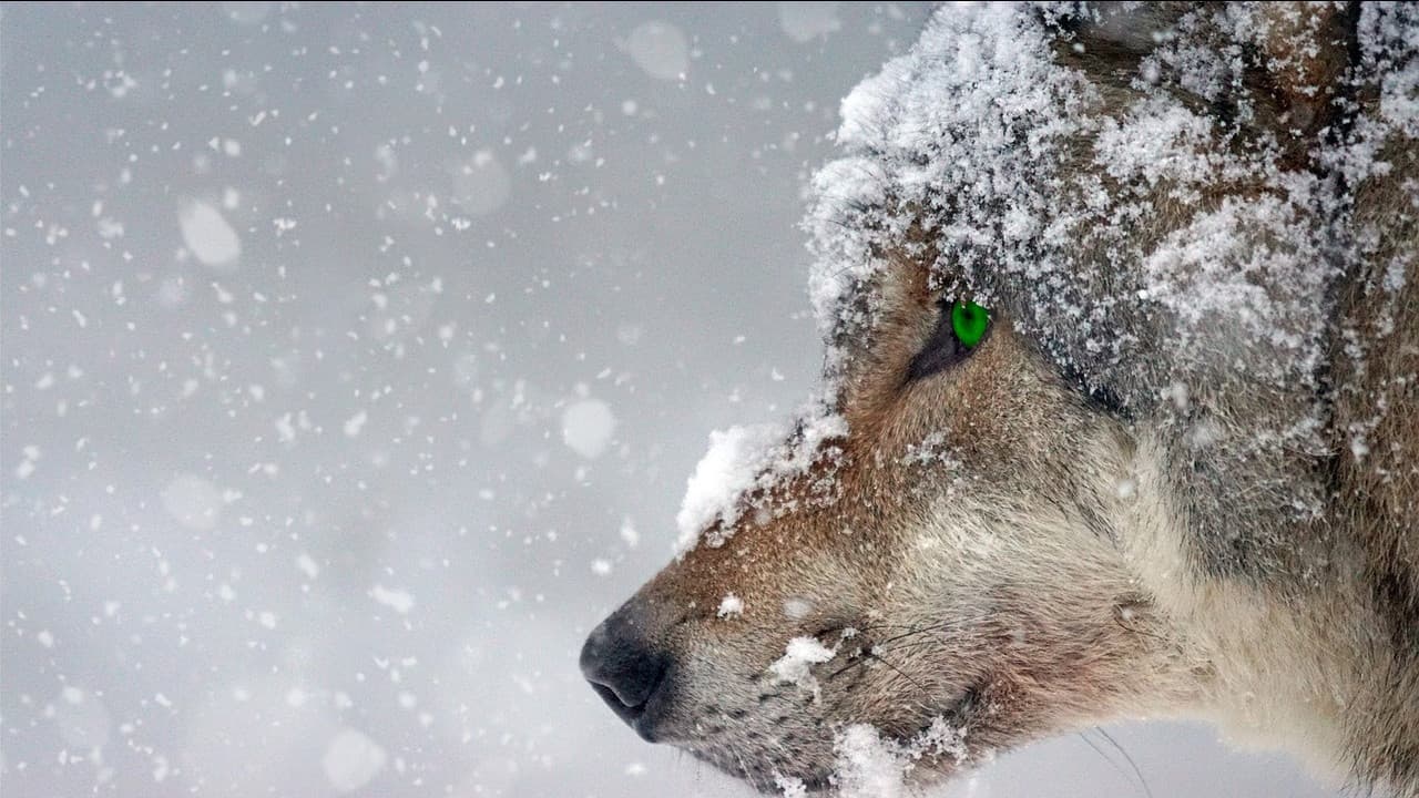 Rites of Passage | Character-Driven Werewolf Survival, Heavy RP