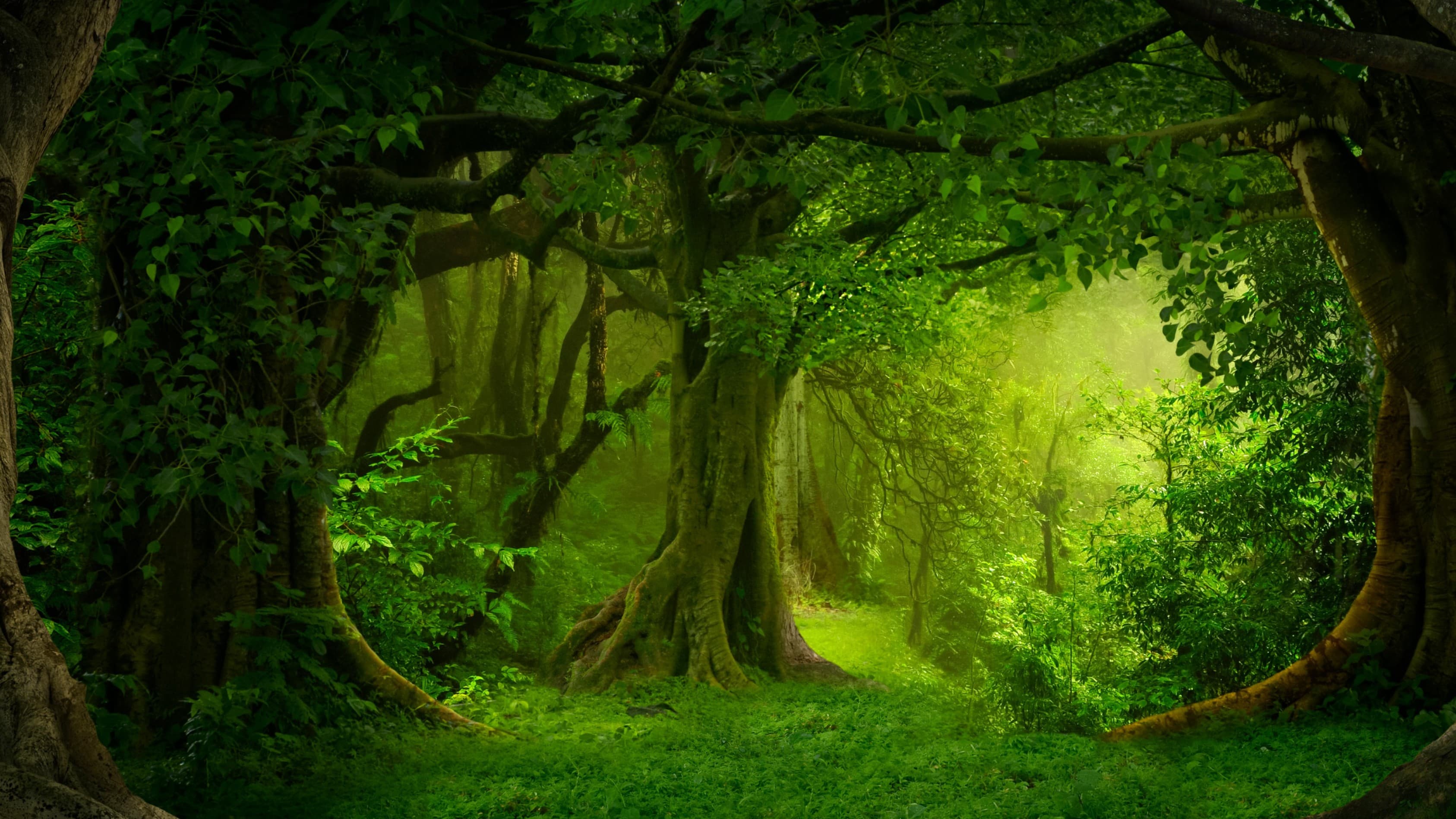 Learn to Play Daggerheart: Sablewood Saviours