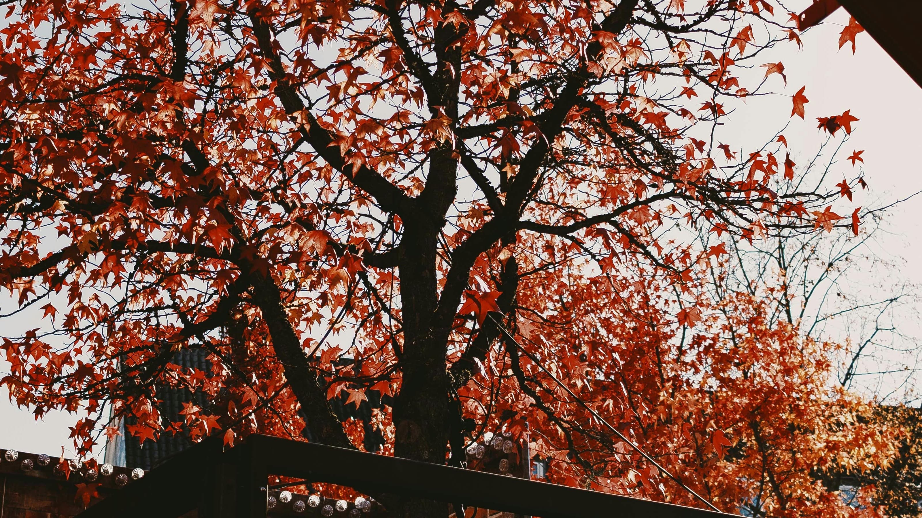 Death at The Harvest Festival