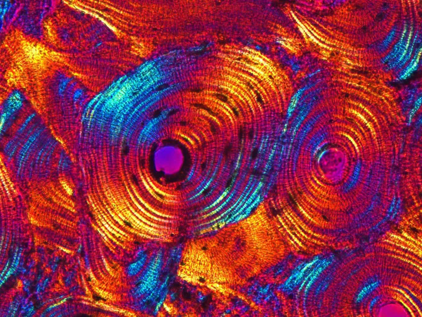 Julia Christine banner