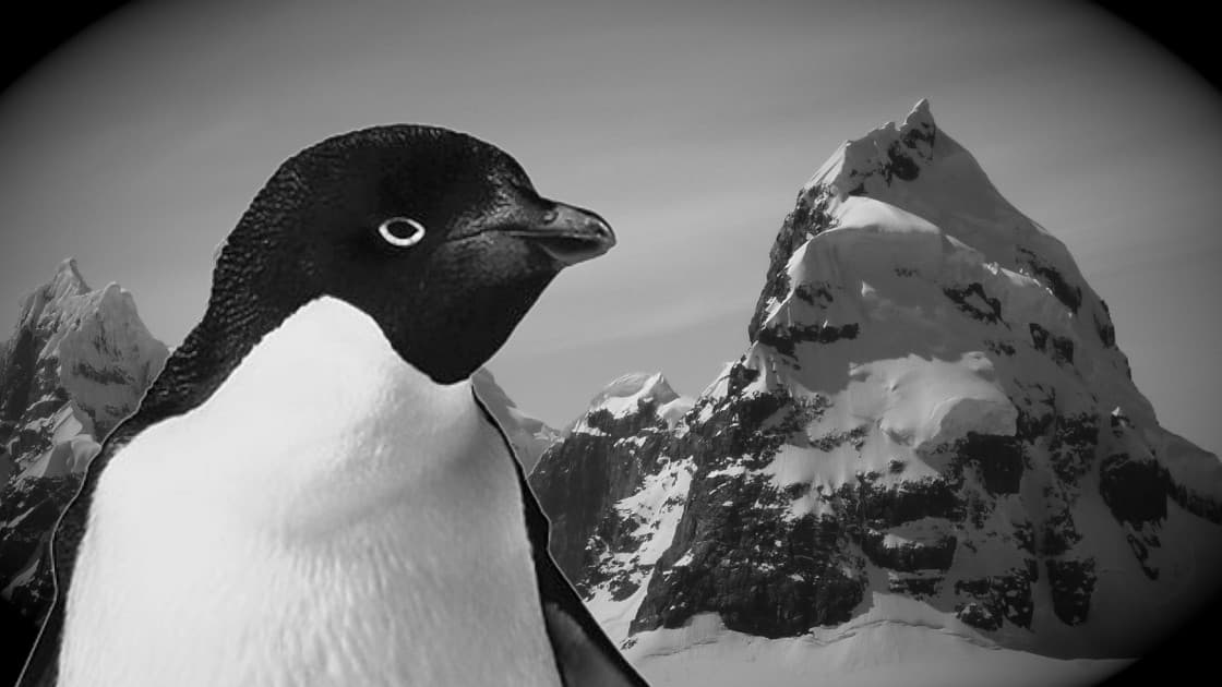 Penguin's and more in Beyond the Mountains of Madness