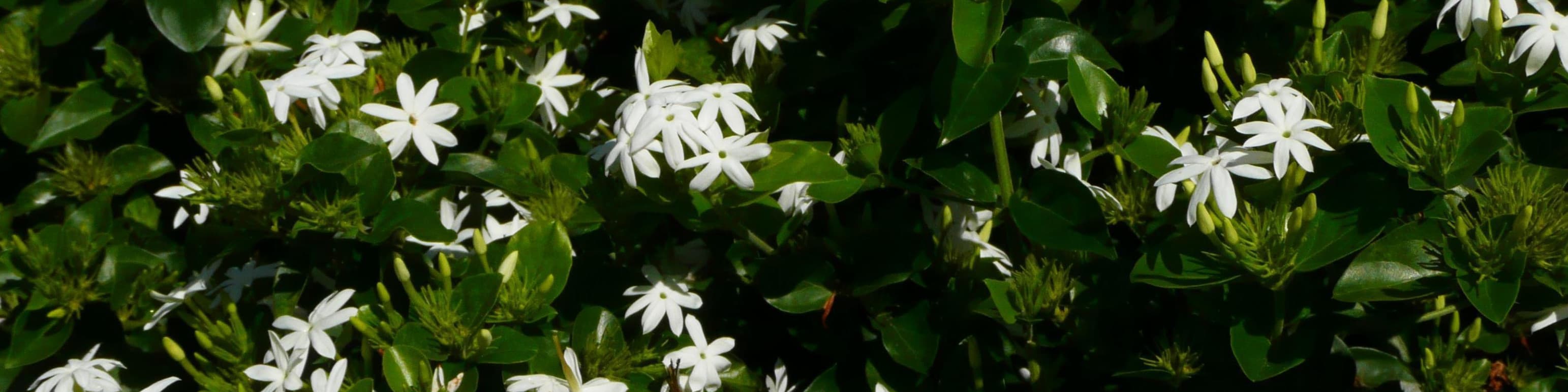 Jasmine banner