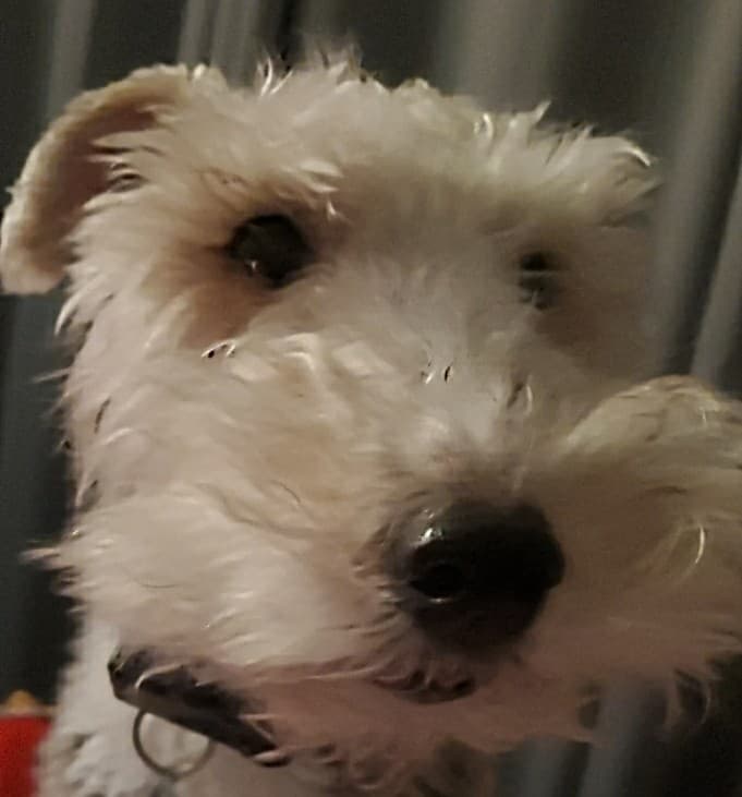 DM Leo avatar