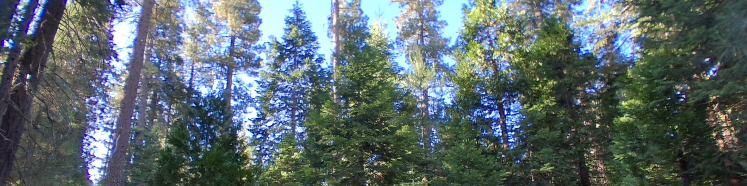 Notorious Scoundrel banner