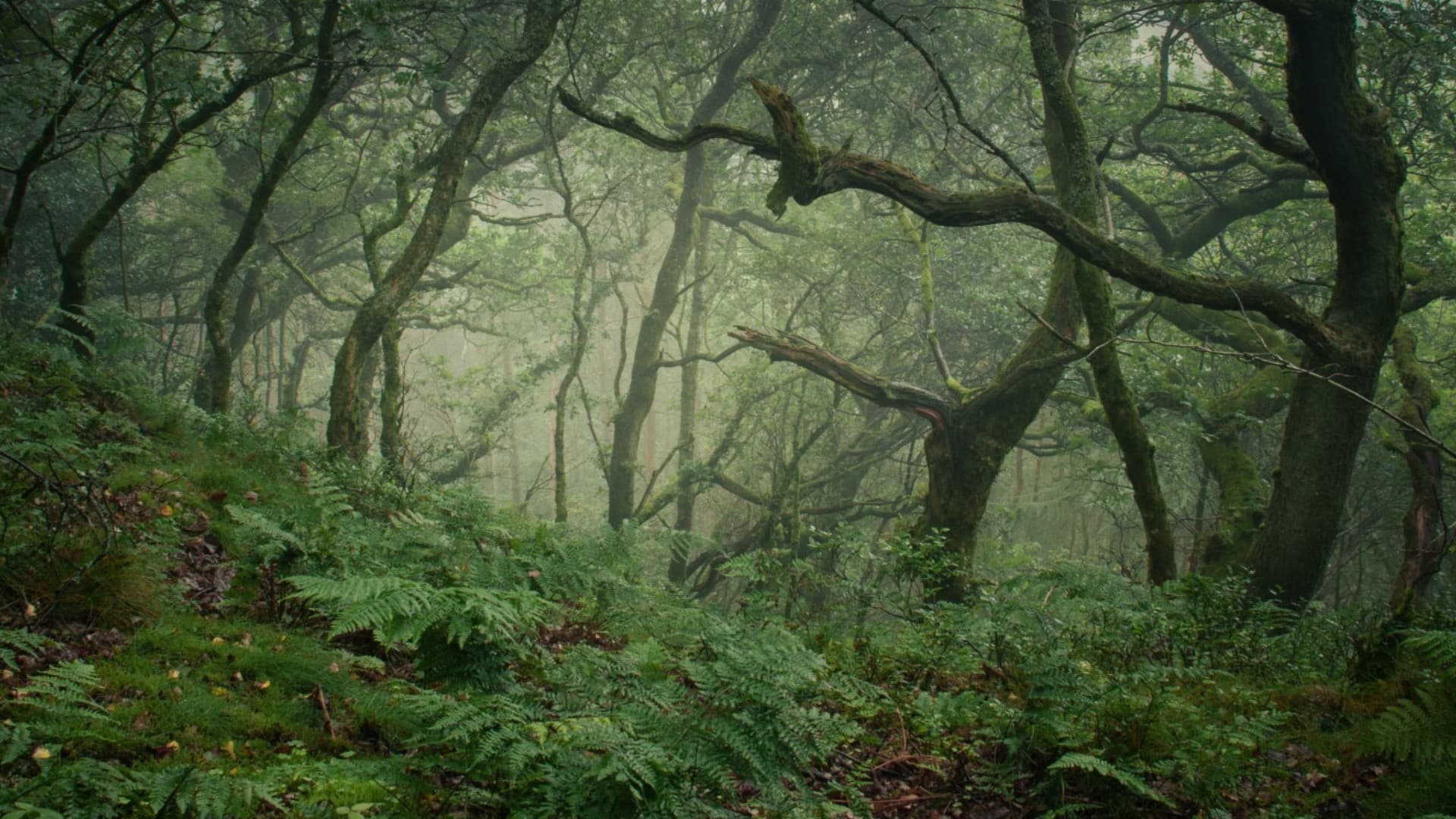 Curse of the Sablewood