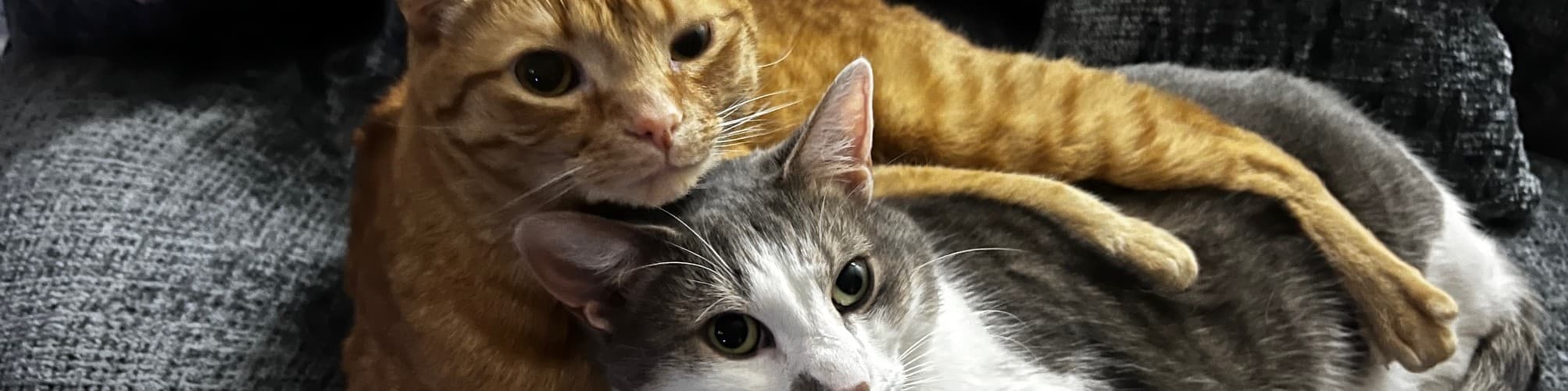 Eli The Dungeon Master banner