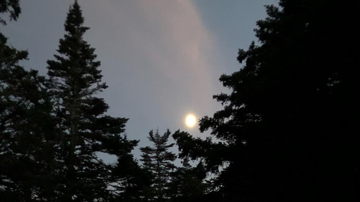 What Lurks in the Wood? A living campaign set in Darkmoon Vale