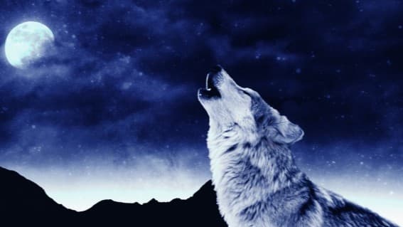 Werewolf: The Lone Wolf