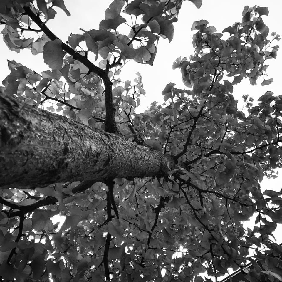 Leigh - Wravis Gaming banner