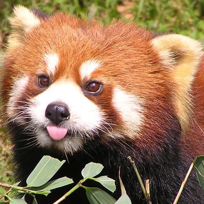 DiscoSpartacus avatar