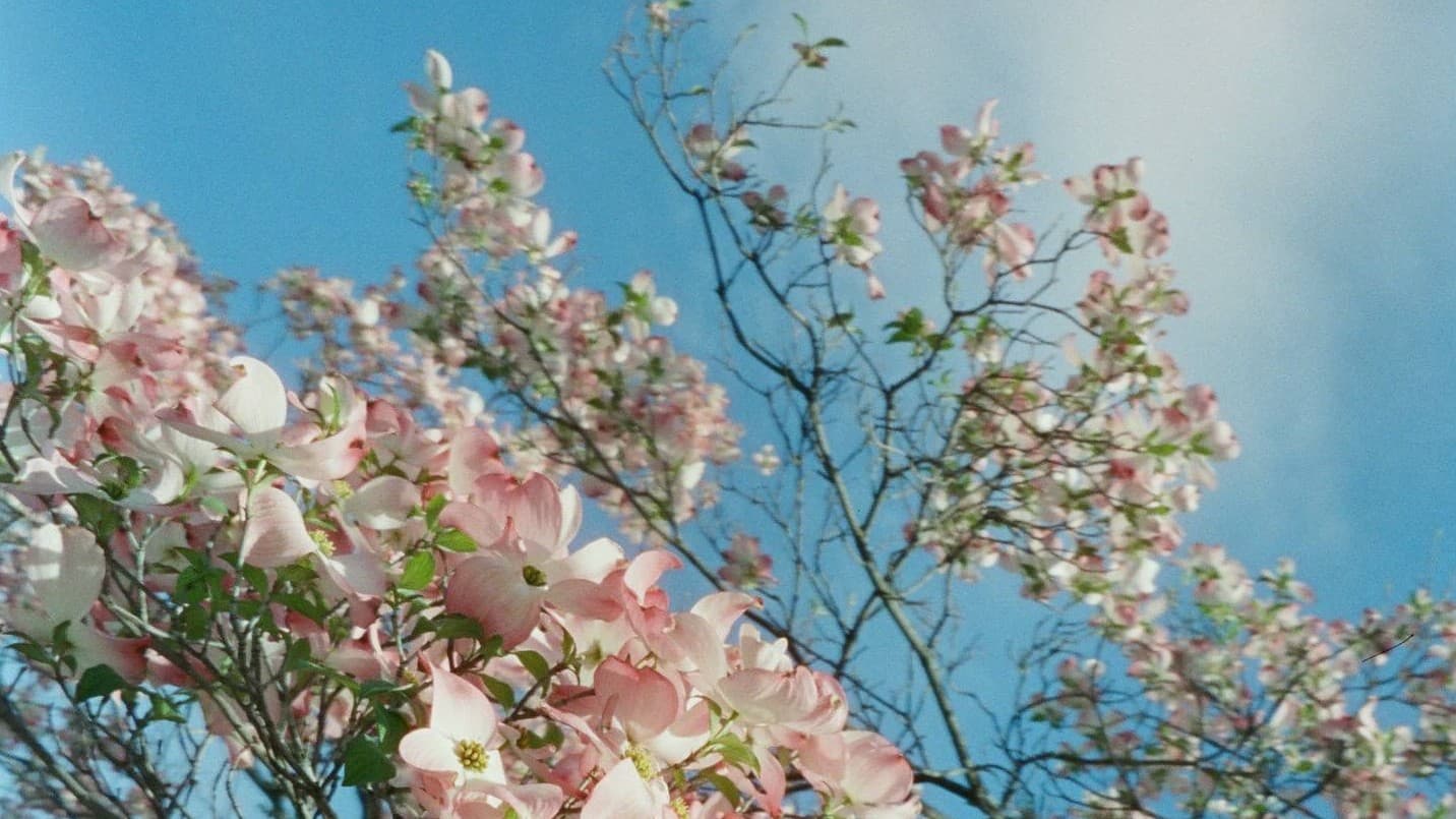 L5R: The Emperor's Chosen