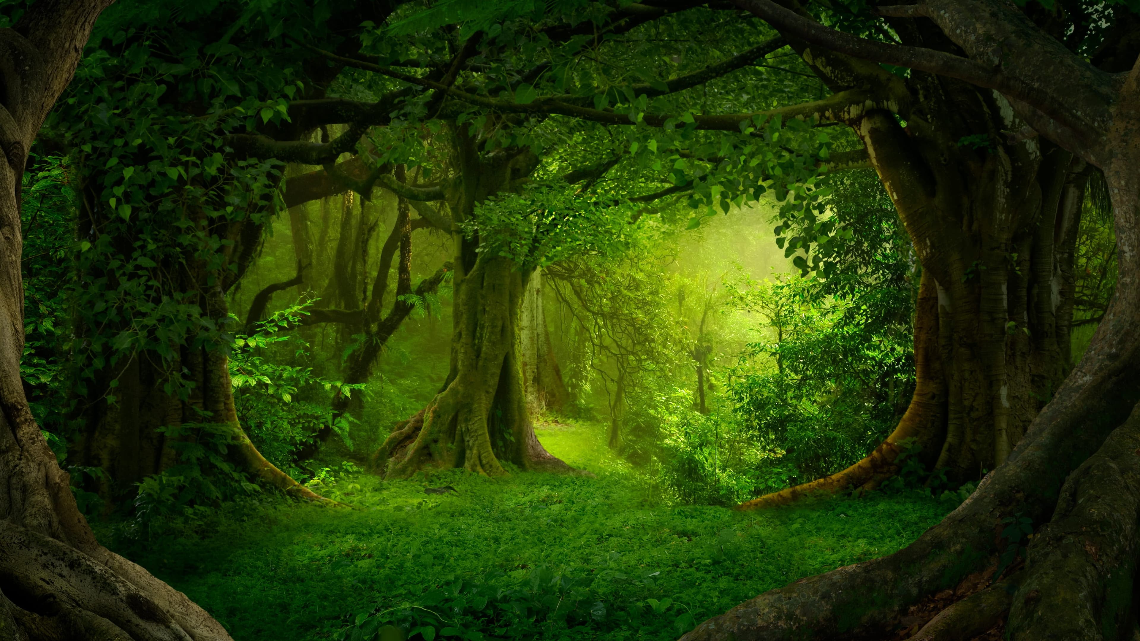 Save the Wood! DND Beginners welcome!
