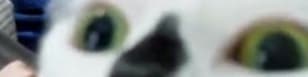 Sam banner