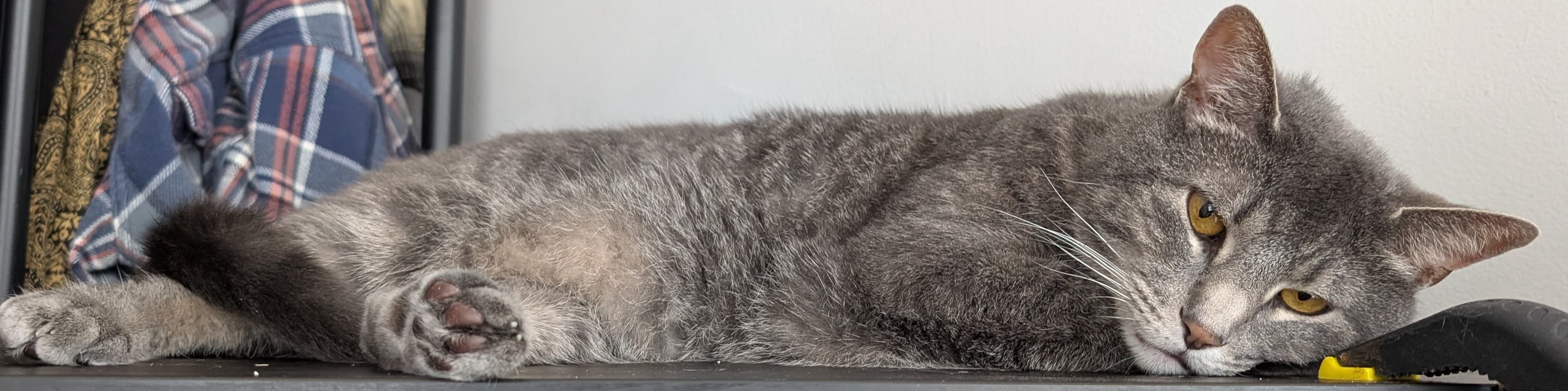 Anancat banner