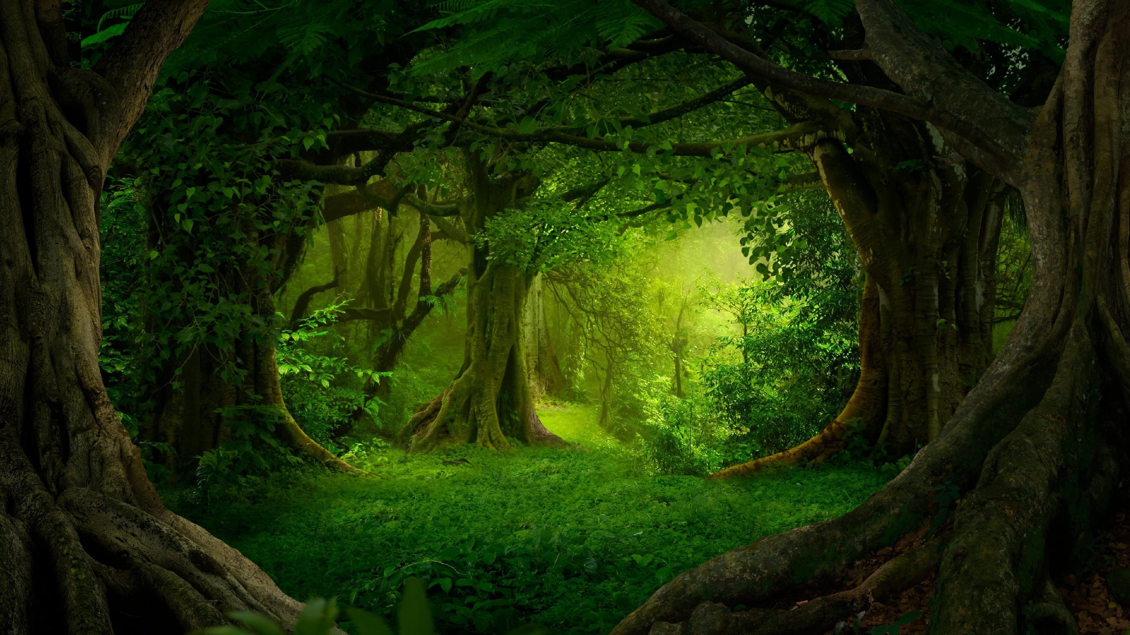 Root: Welcome to Gelilah's Grove (Learn to Play!)