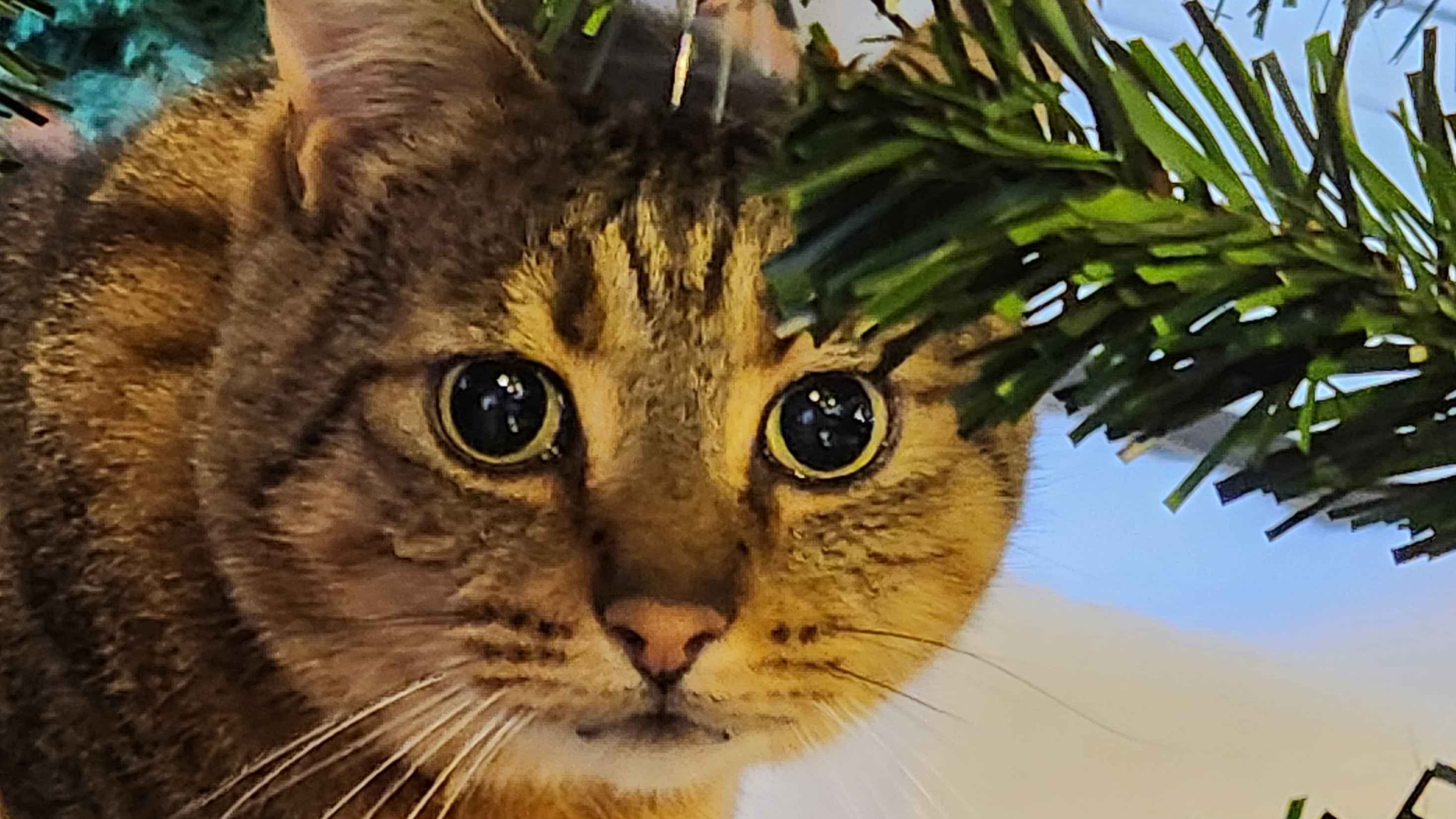 Magical Kitties Save Christmas!