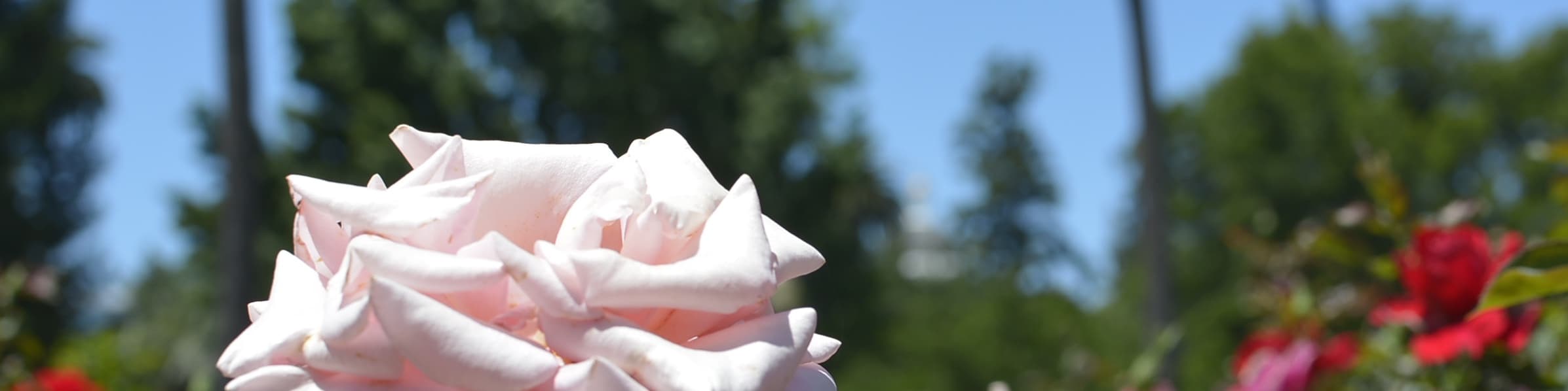 Anywhere banner