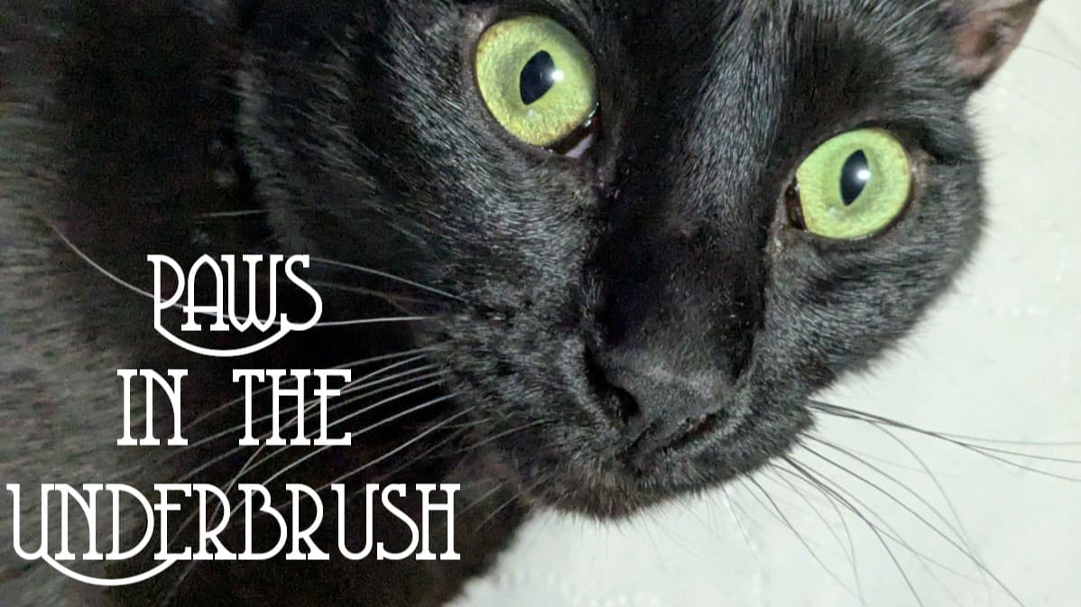 Paws in the Underbrush | Beginner Friendly 🏳️‍🌈
