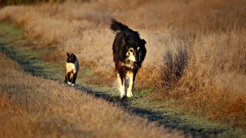 The Animals of Gullet Cove