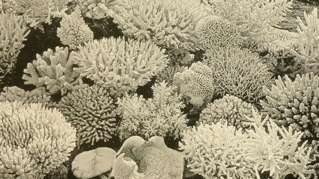 Into The Odd - Iron Coral