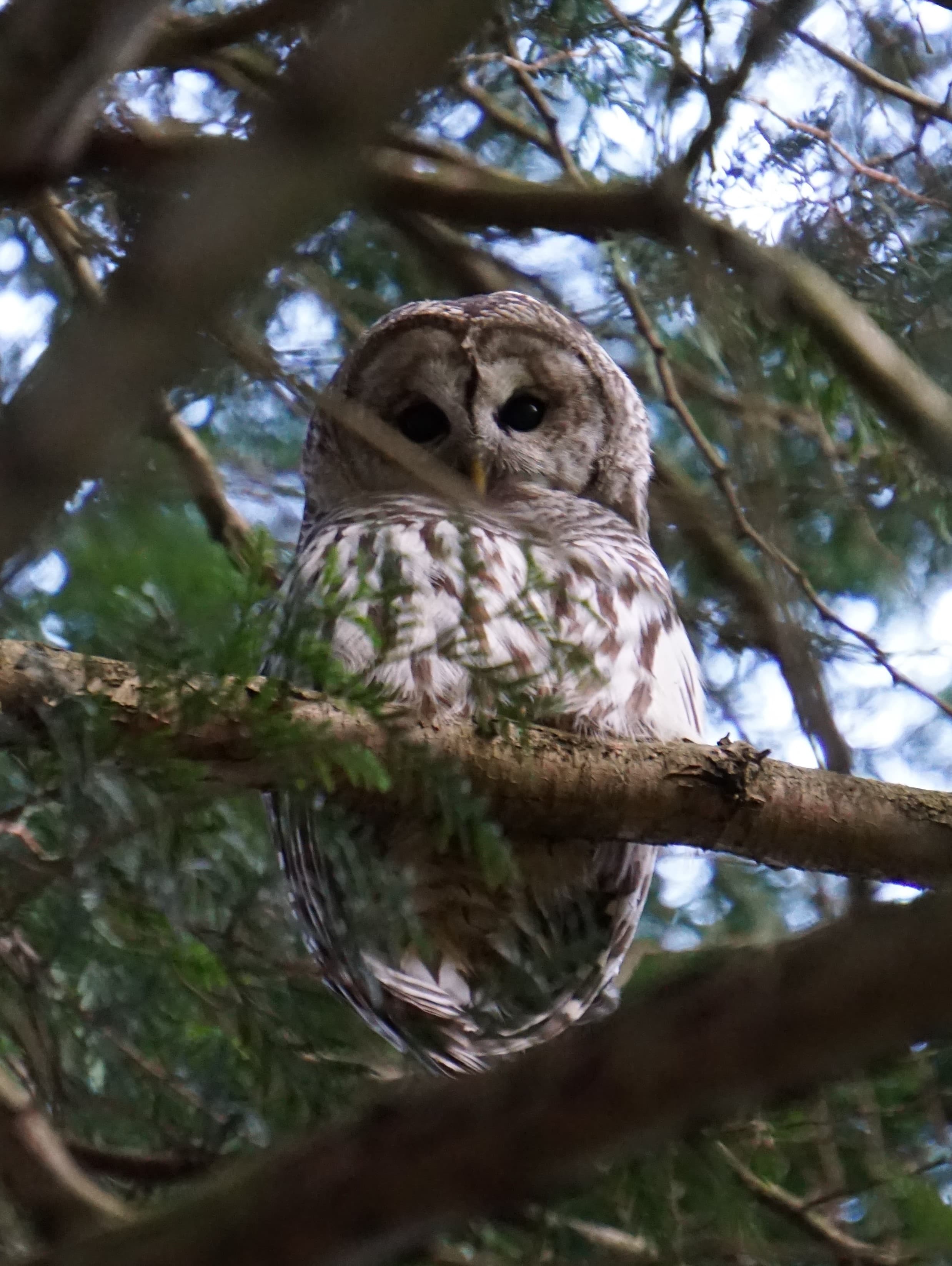 Owlchimedes avatar