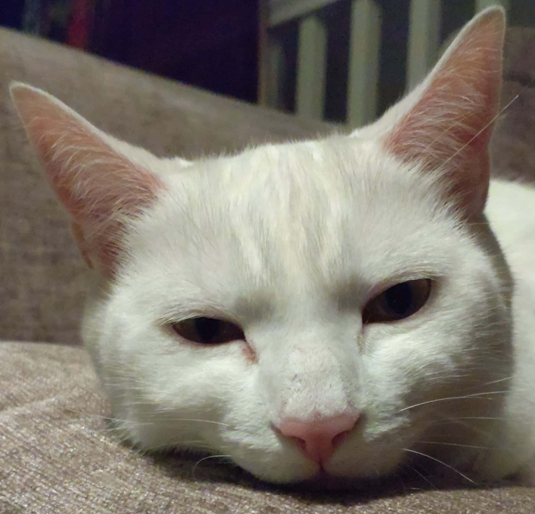 Beard with a Dave avatar