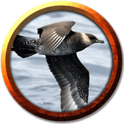 Skua avatar
