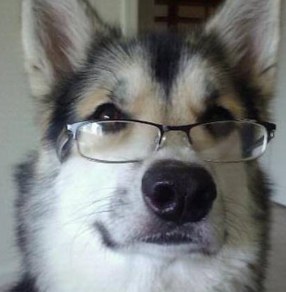 Prof.Dogg